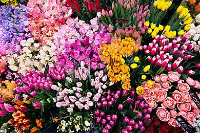 《冒牌猫谜》亮相高能电玩节  一场猫咪的寻家之旅